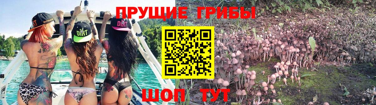 Псилоцибиновые грибы Cubensis  Вход с VPN  Ейск 